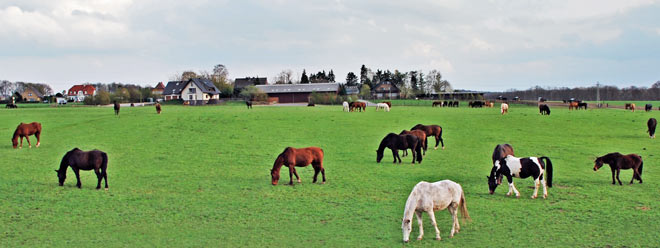 Niederrhein: Pferde-Gnadenbrothof